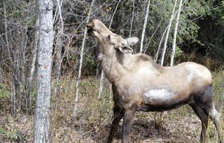2016 Forest River Sunseeker LE 2250SLE