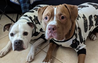 Sparks Big Dog Friendly 5 person Travel Trailer