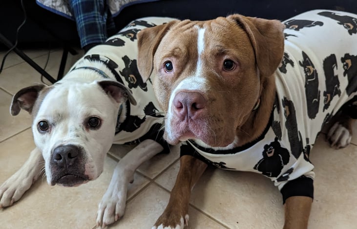 Dr. Watson and Sherlock Sparks

Our sweet big boys in their pjs from Santa