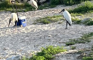 Willow a 2024 keystone Coleman 17r,