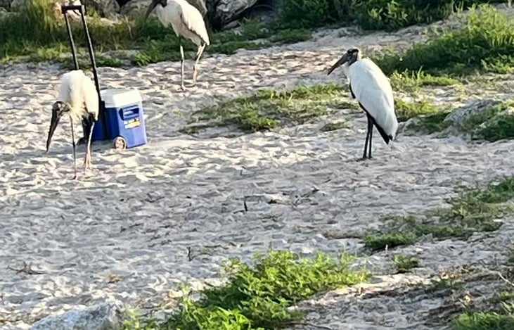 Sebastian inlet state patk