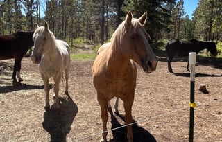 "Bunny," is a 2020 Thor Motor Coach, SUPER CLEAN!!