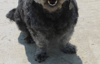 "Sweet Escape" Spacious 10-Person RV