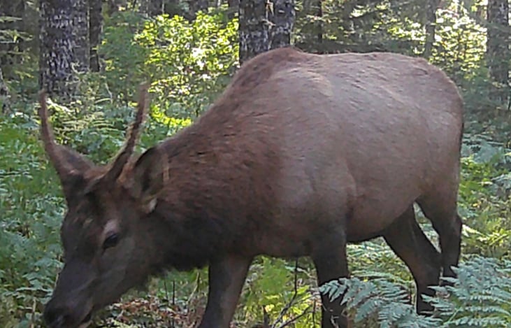 Love my Trail Cams.  Here is a spike elk grazing
