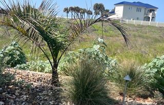 “El Capitán”at Margaritaville -2 BR Suite-6person