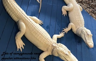 2021 Forest River RV Aurora 18BHS