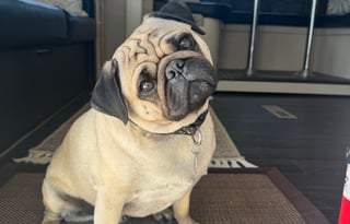 The Price is Right!  "Dog & Family Friendly"