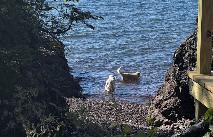Pup Friendly!  
You can apply to add a pup stay at the Cove  for a fee!  This is Kewee (Kiwi) and Rocky, our goldendoodles.  They may visit you as their GPS collars allow them free roam :)