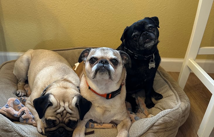 Our Pug family