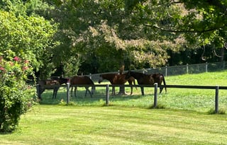 Cozy RV on Horse Farm