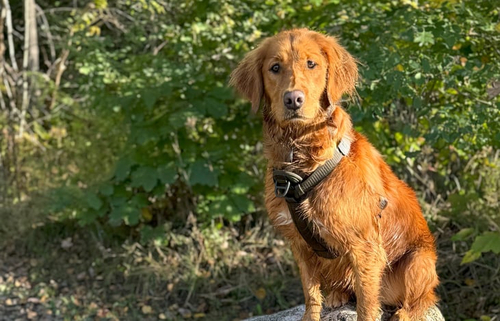 Meet my travelling companion Charis (I pronounce it Carrie) - my almost 3 yo Golden Retriever. This is one of my favorite shots of her, taken in Gravenhurst, Ontario, Canada in September 2024.