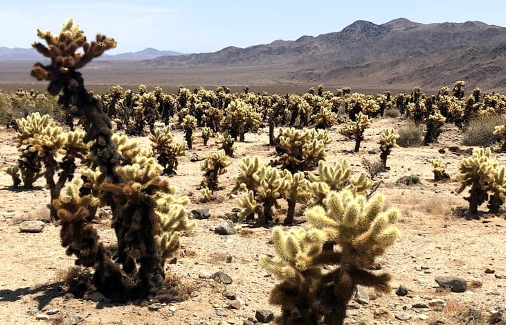 Joshua tree national park.