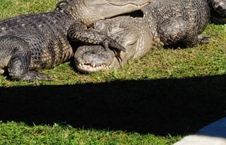 2020 Coachmen Sportscoach (Diesel Pusher)