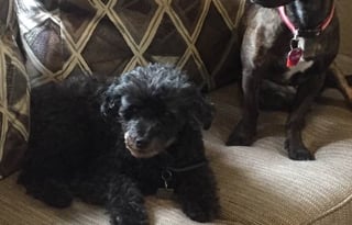 2017 Shasta Oasis 310K