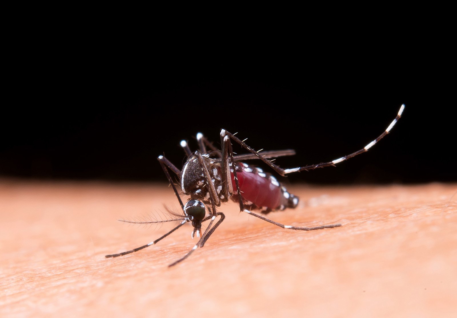 Mosquito Dengue