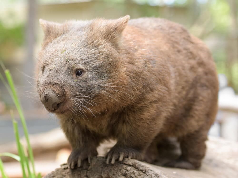 wombat