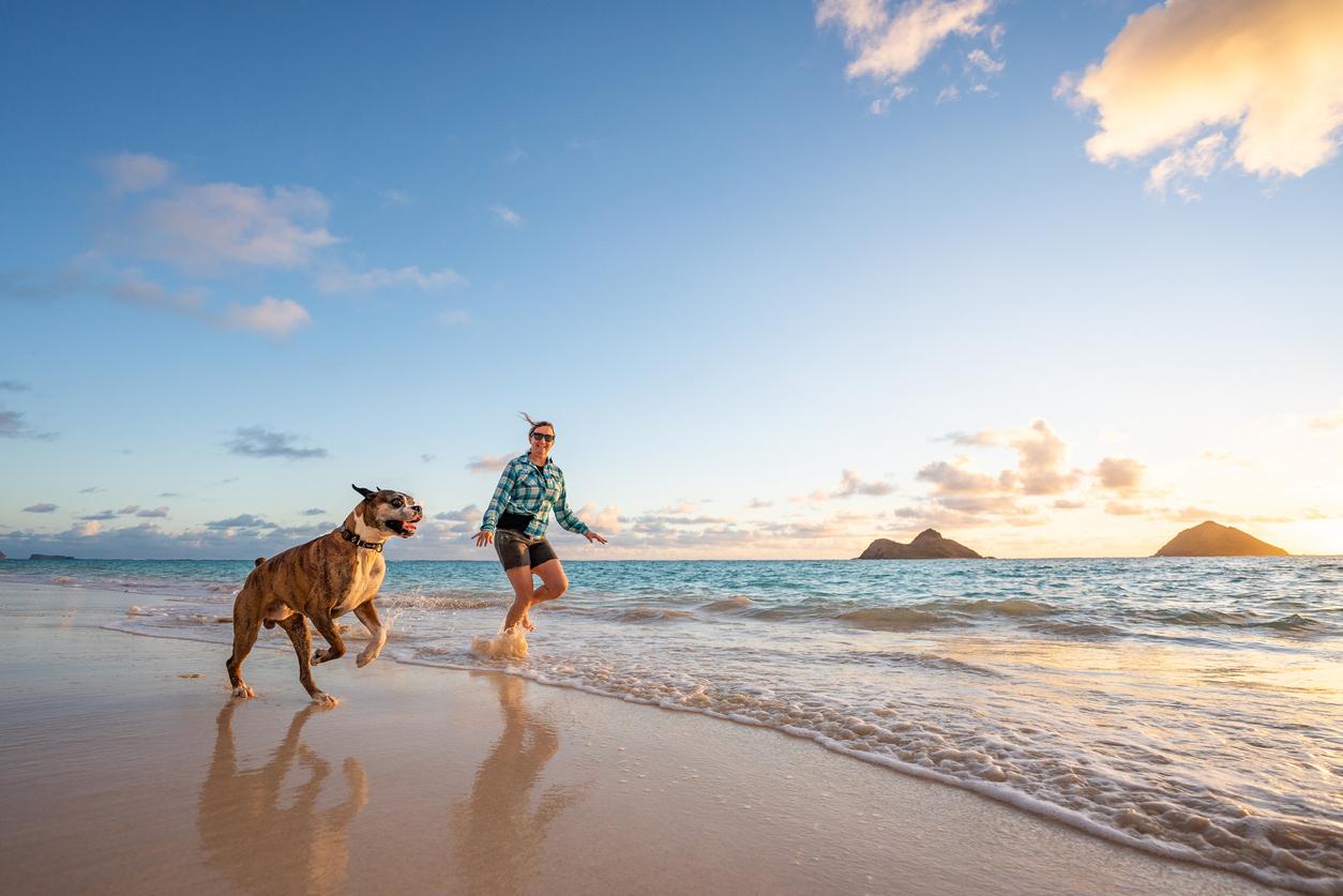 Dog in the beach