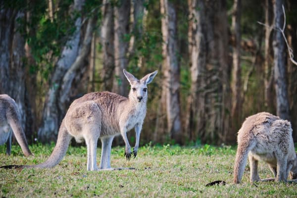 Webinar | Étudie à University of Queensland