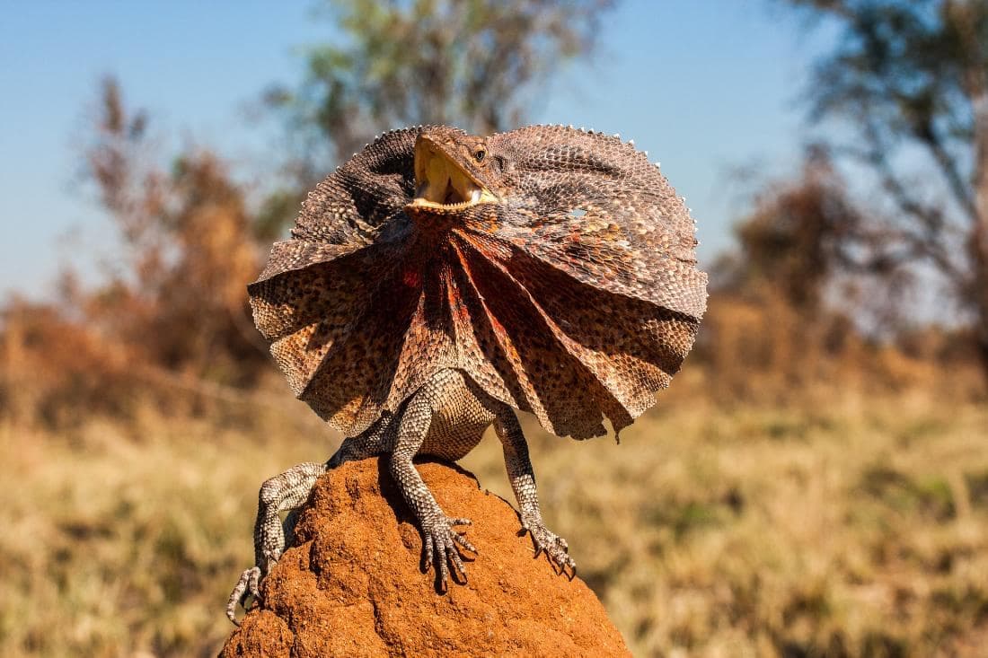 dragon d'australie