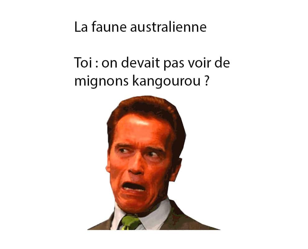 meme les français en australie