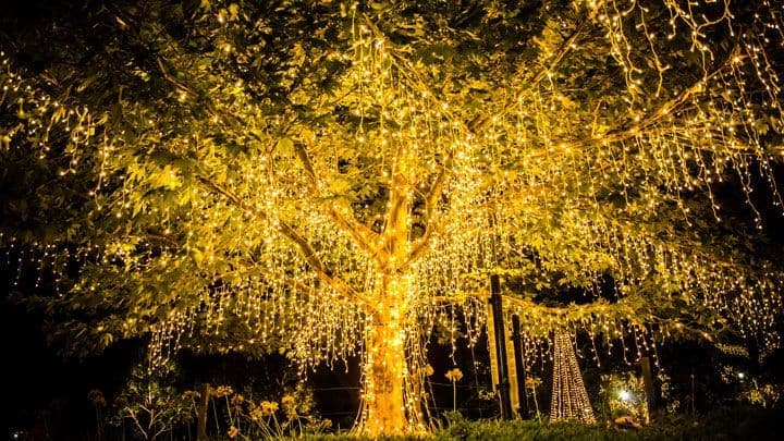 arbre décoré avec lumières