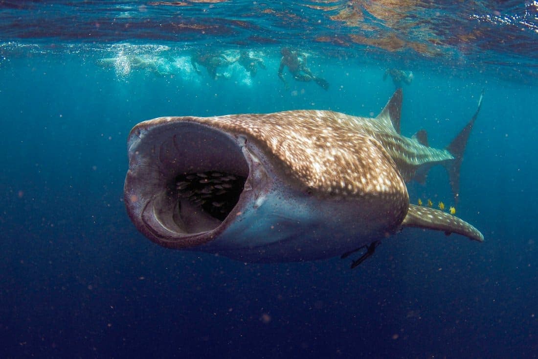 requin-baleine