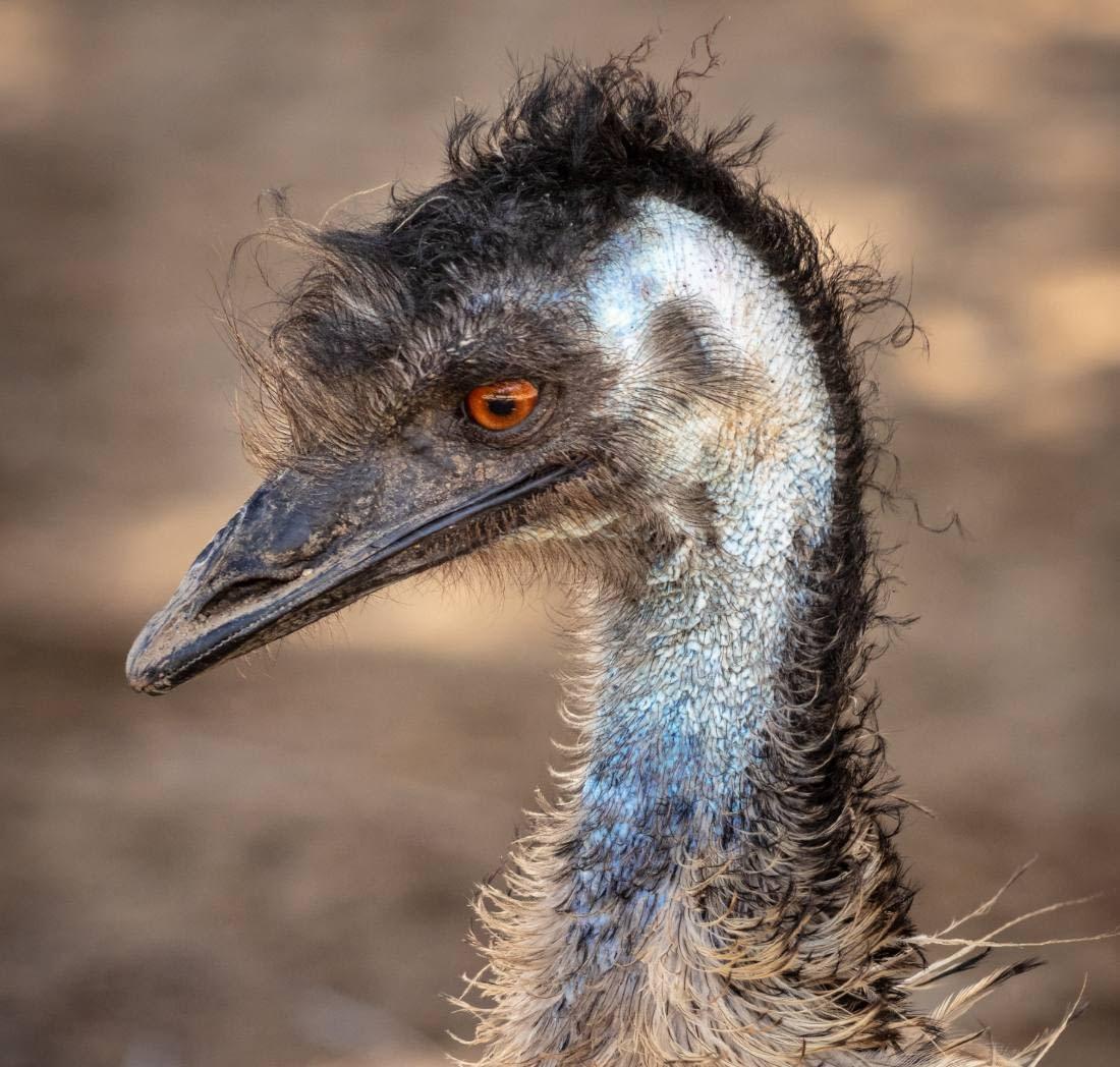 emu en australie