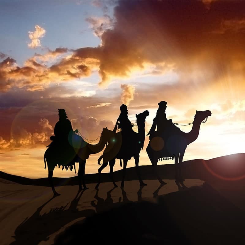 Camel