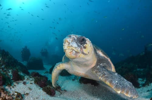 Submarinismo Byron Bay