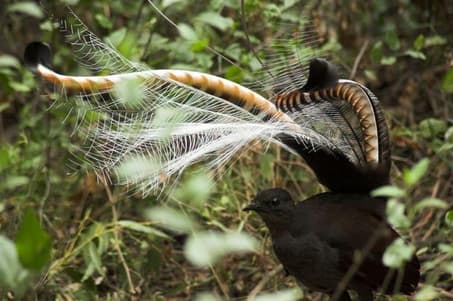 ave lira soberbia Australia