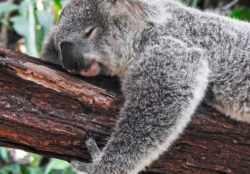 Koala senatado en un arbol tipico australiano