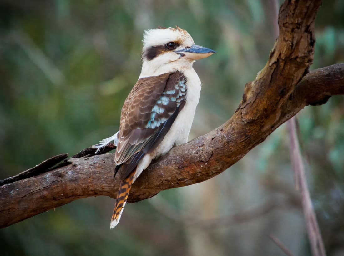 kookaburra