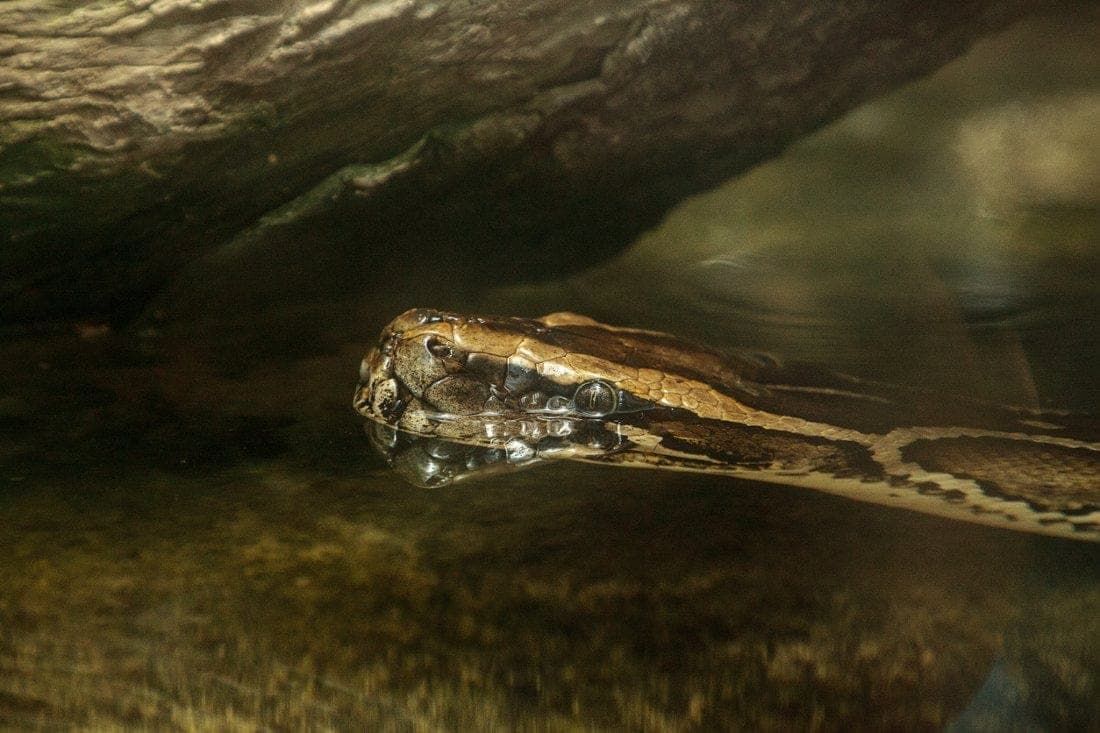 piton dans l'eau