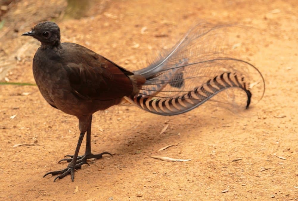 oiseau-lyre