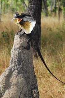 lagarto cuello de volante Australia