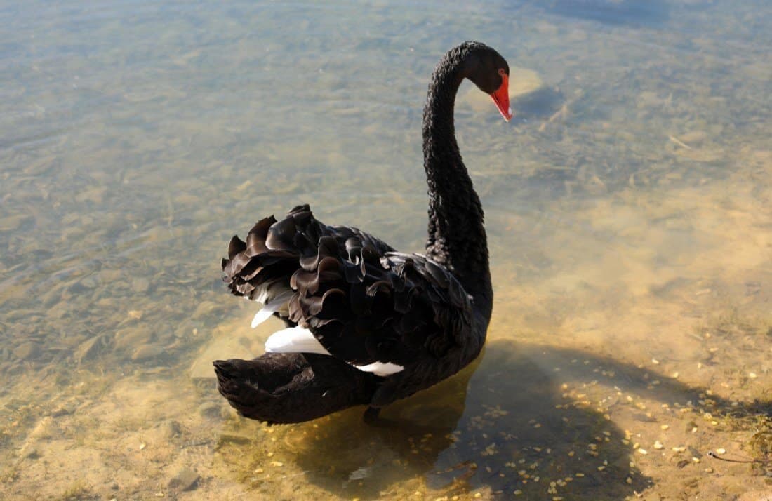 cygne noir