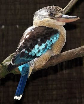 cucaburra Australia