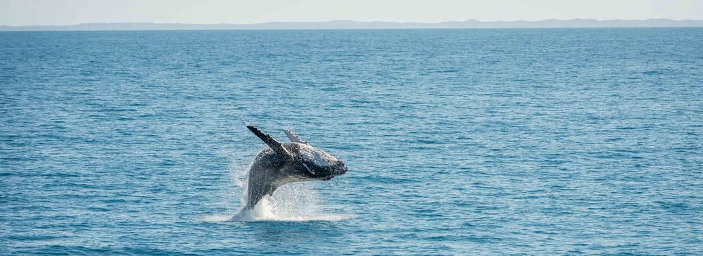 Ballenas en Australia