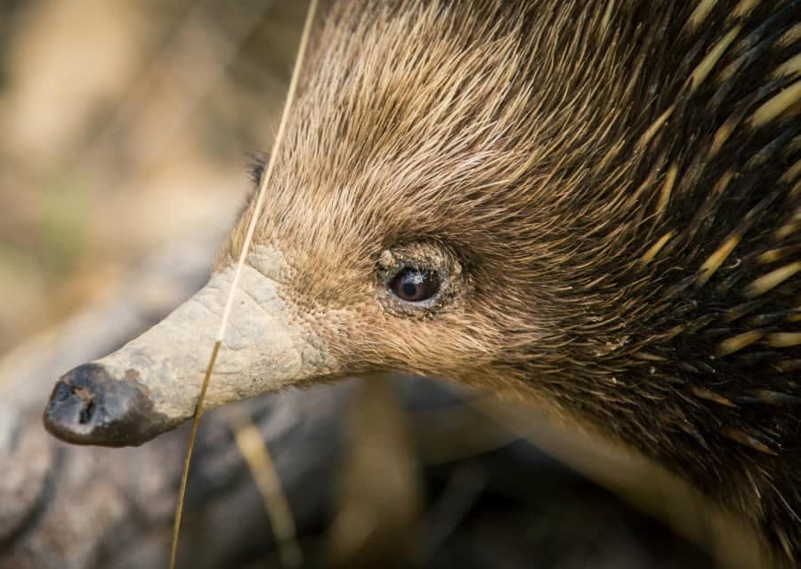 echidna