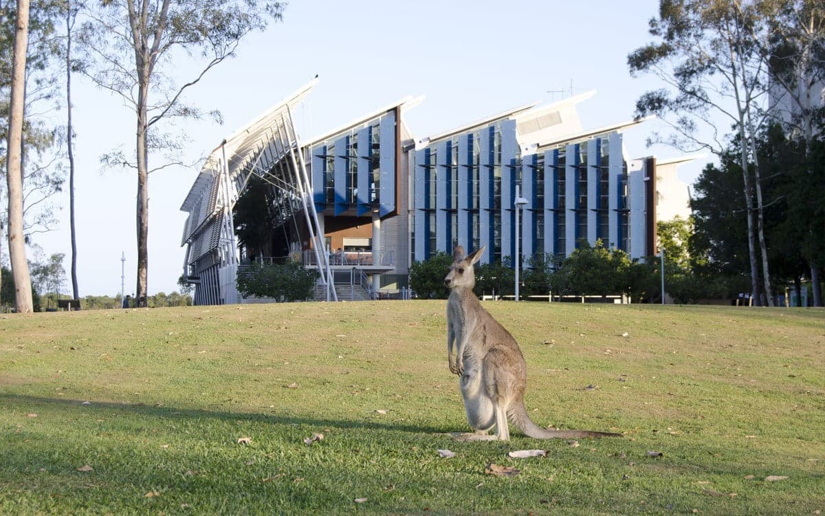 Un canguro de pie en un césped verde frente al edificio principal del campus de la Universidad de Sunshine Coast (USC) en Queensland, Australia.