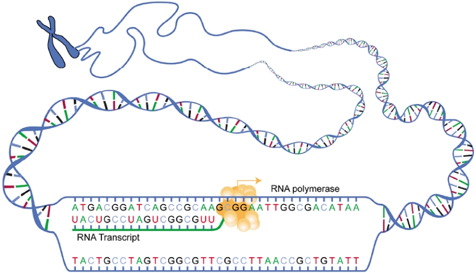 প্রাণ ও বিবর্তন । আদনান শাহরিয়ার 42 0325_Transcription.jpg
