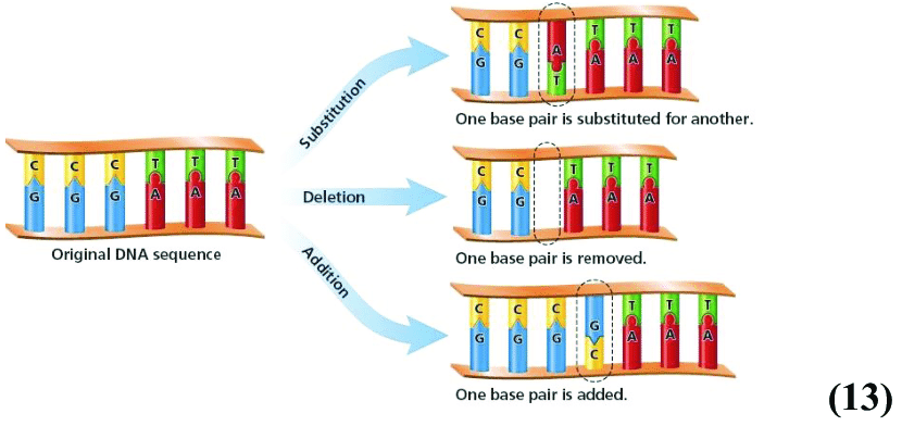 3-shows-a-graphic-demonstration-of-substitution-and-both-addition-and-deletion-mutations.png