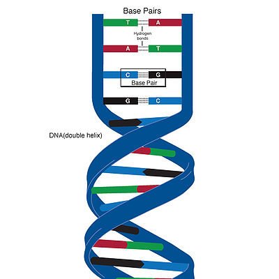 প্রাণ ও বিবর্তন । আদনান শাহরিয়ার 41 Base_pair.jpg