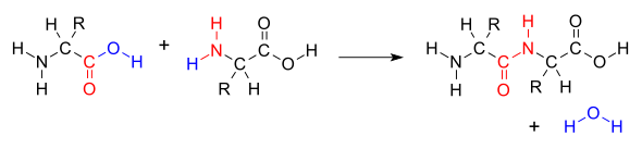 AminoacidCondensation.svg.png