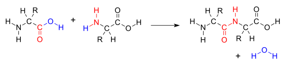 প্রাণ ও বিবর্তন । আদনান শাহরিয়ার 28 AminoacidCondensation.svg.png