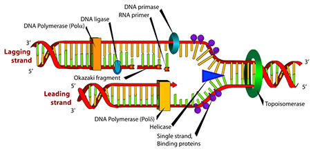 প্রাণ ও বিবর্তন । আদনান শাহরিয়ার 49 AkGmXBhQbWA6glISRaOw_dna-polymerase_1+(1).jpg