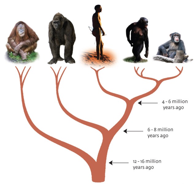 প্রাণ ও বিবর্তন । আদনান শাহরিয়ার 53 ape-tree.jpg