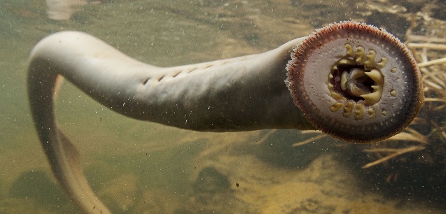 প্রাণ ও বিবর্তন । আদনান শাহরিয়ার 54 header-lamprey.jpg