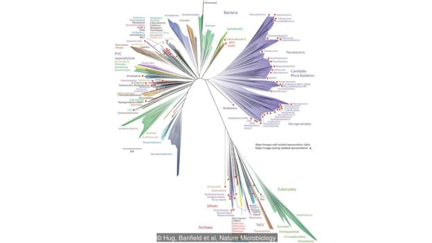 The tree of life: most of the branches are bacteria (Credit: Hug, Banfield et al, Nature Microbiology)