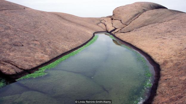 Darwin wondered if life began in a “warm little pond”